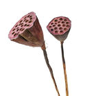 Dekorative 50cm Seedpod Lotus Root Dried Flower Decor