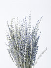 50CM Lavendel-Blumen-Vorbereitungen