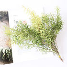 Soem 25cm kleine Zweig Melaleuca-bracteata Trockenblume-Bündel