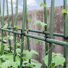 4-Fuß-Stahlgartenstangen für Tomatenstützdurchmesser 16cm